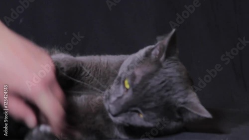 Russian Blue Cat Playfully Biting And Scratching Owner's Hand
