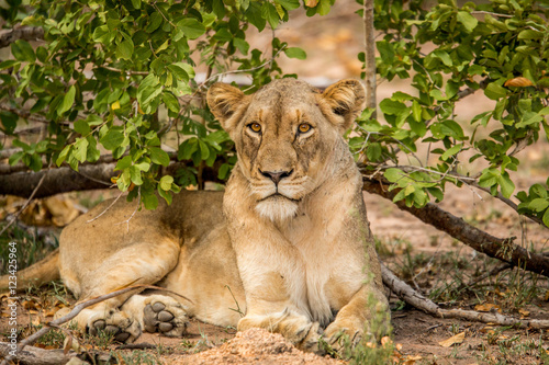 Starring Lioness laying in the grass.