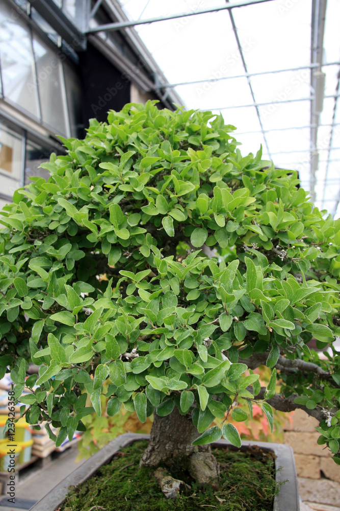Littel tree / Tree in the form of bonsai garden Littel tree / Tree in the form of bonsai garden