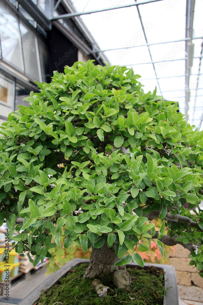 Littel tree / Tree in the form of bonsai garden