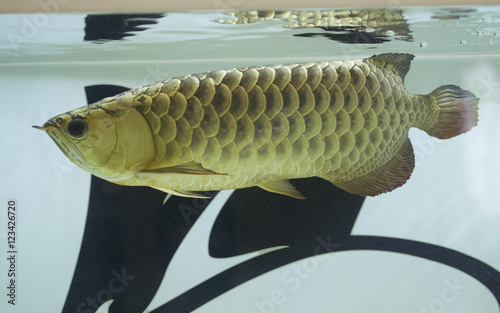 Arowana Fish photo