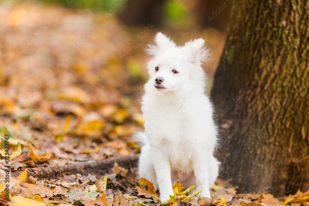 Fototapeta premium Słodki biały szczeniak