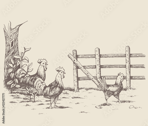 Rooster and hen at the farm. Countryside. Beautiful nature. The tree with leaves, next to the fence, near the roosters running around. Two cock looking at chicken with love.