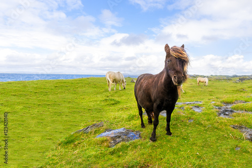 Pony free Irish beach