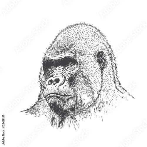 Gorilla portrait