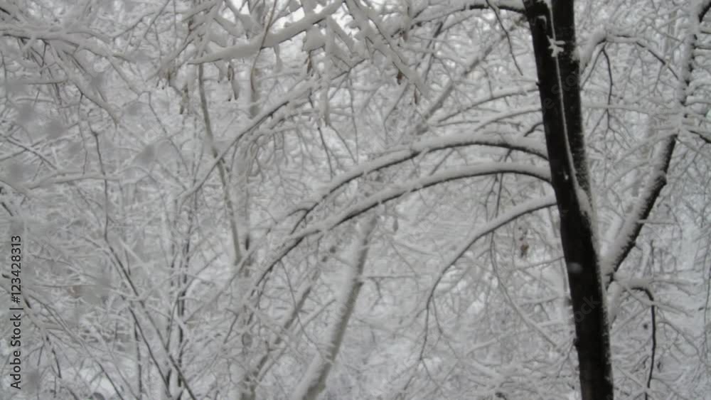 Trees Covered In Snow, Blizzard, Winter Background, Snow Storm, Pan Trees Covered In Snow, Blizzard, Winter Background, Snow Storm, Pan