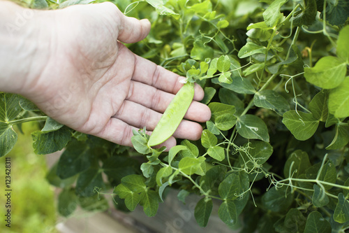 Cropped image of hand holding pea pod bean growing outdoors photo