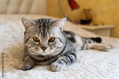 Cute American shorthair cat kitten