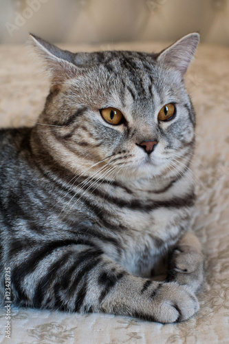 Cute American shorthair cat kitten