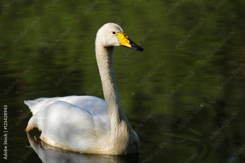 Obraz premium Singschwan