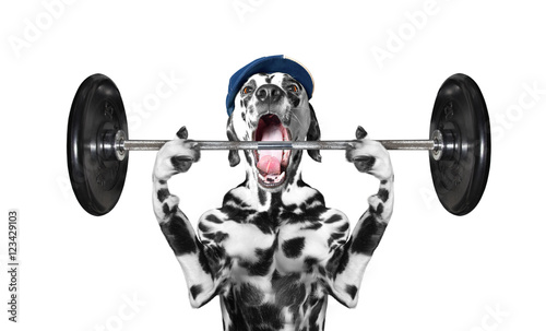 Fototapeta Naklejka Na Ścianę i Meble -  Sport. Dog is going to do exercise with weight