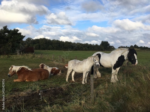 Pferde auf Ameland