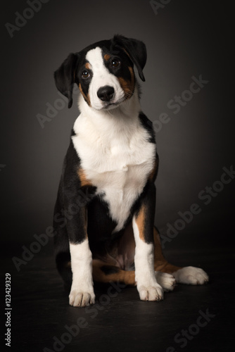 Appenzeller Sennenhund macht SITZ - Sitzender Junghund auf schwarzem Hintergrund 