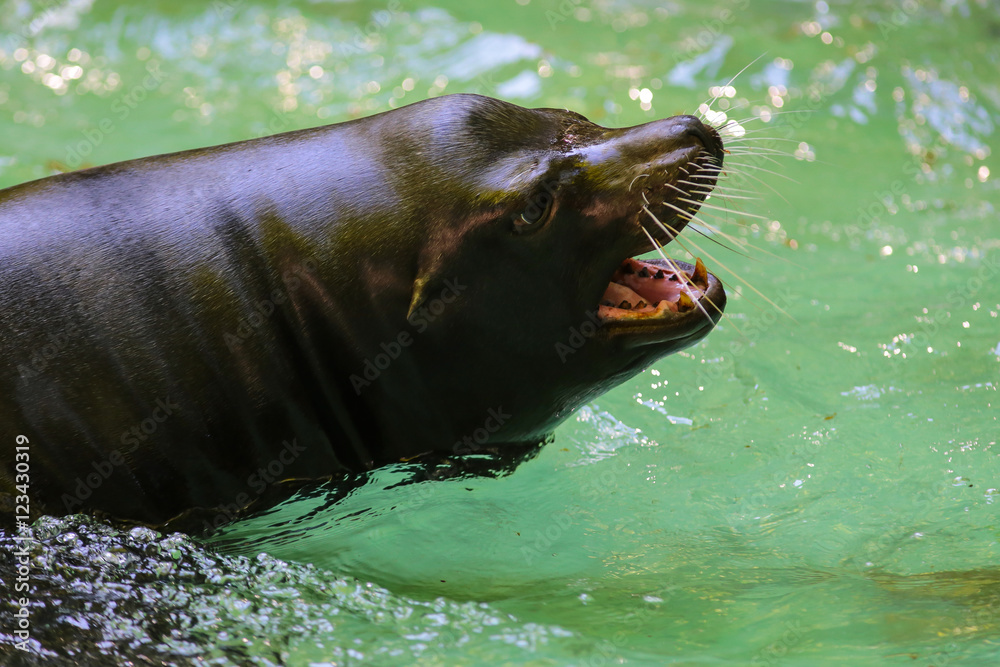 Fototapeta premium Kalifornischer Seelöwe
