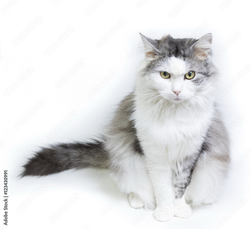 Siberian cat, portrait on a white background