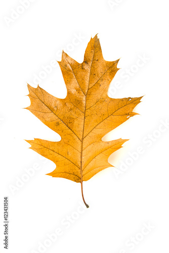 Dry fallen autumn leaf of a tree on white