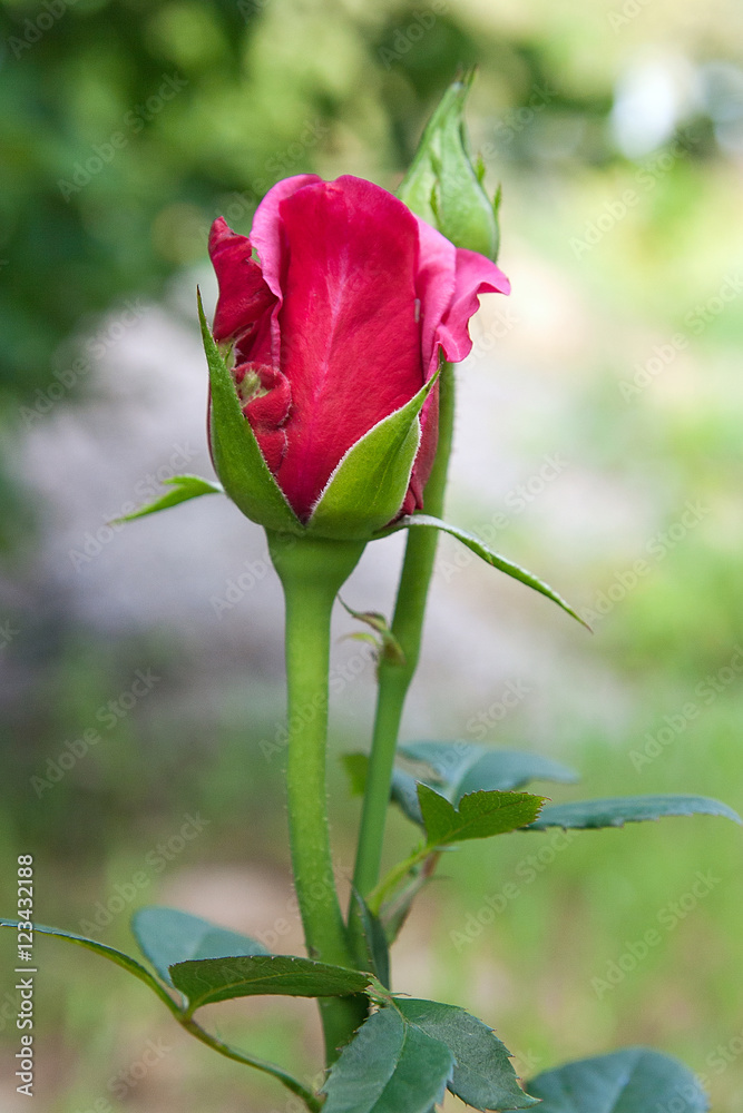 Obraz premium Red rose in the garden