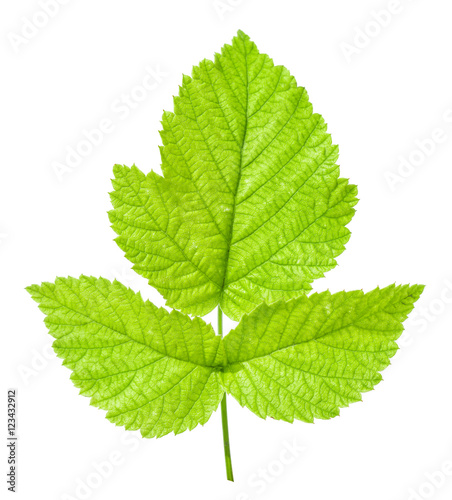 leaf raspberry isolated on a white background