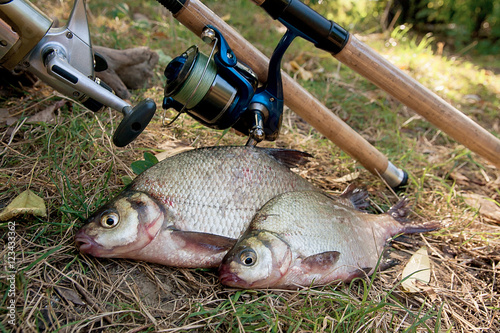 Several common bream fish on the natural background. Catching fr