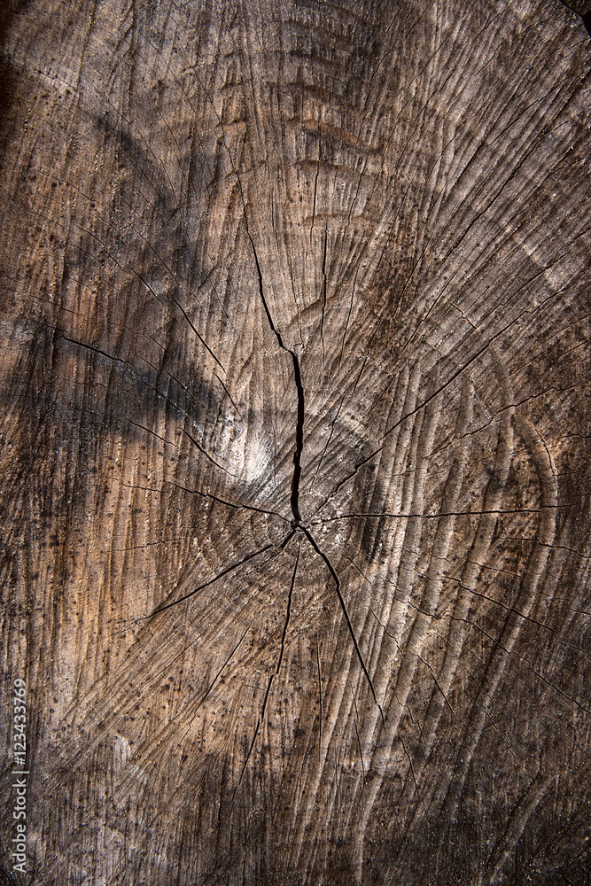 Fototapeta premium Wood texture of cutted tree trunk. Moss and fungus growing on th