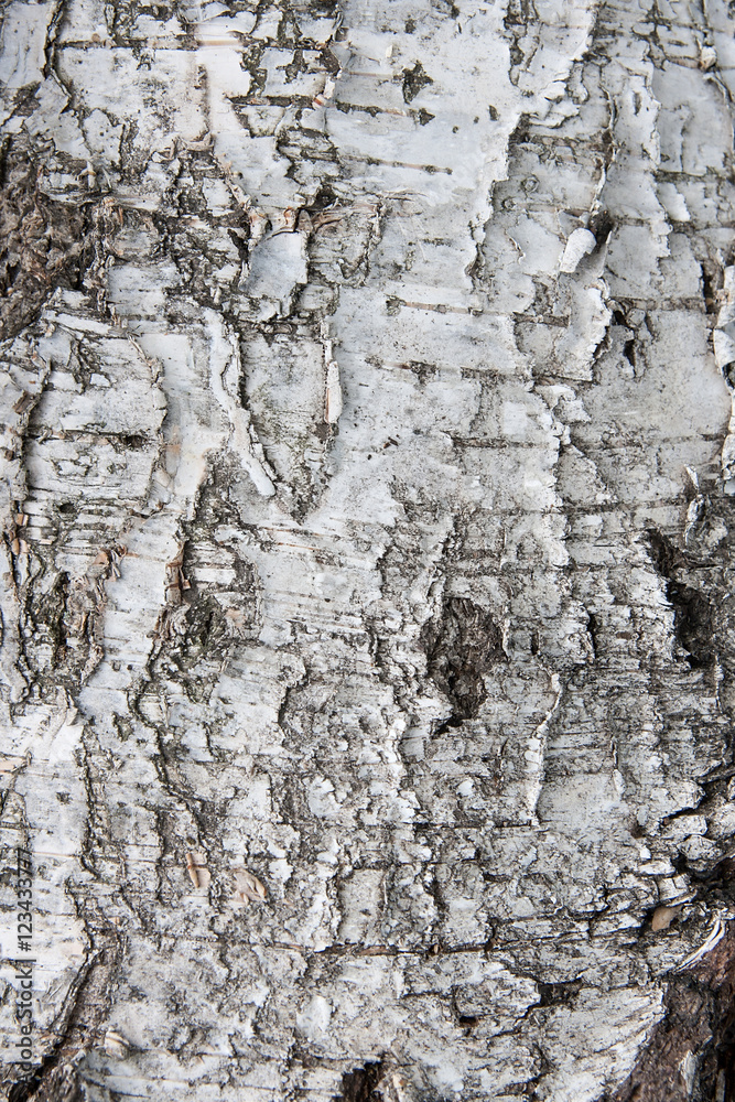 Fototapeta premium Birch bark texture as abstract background