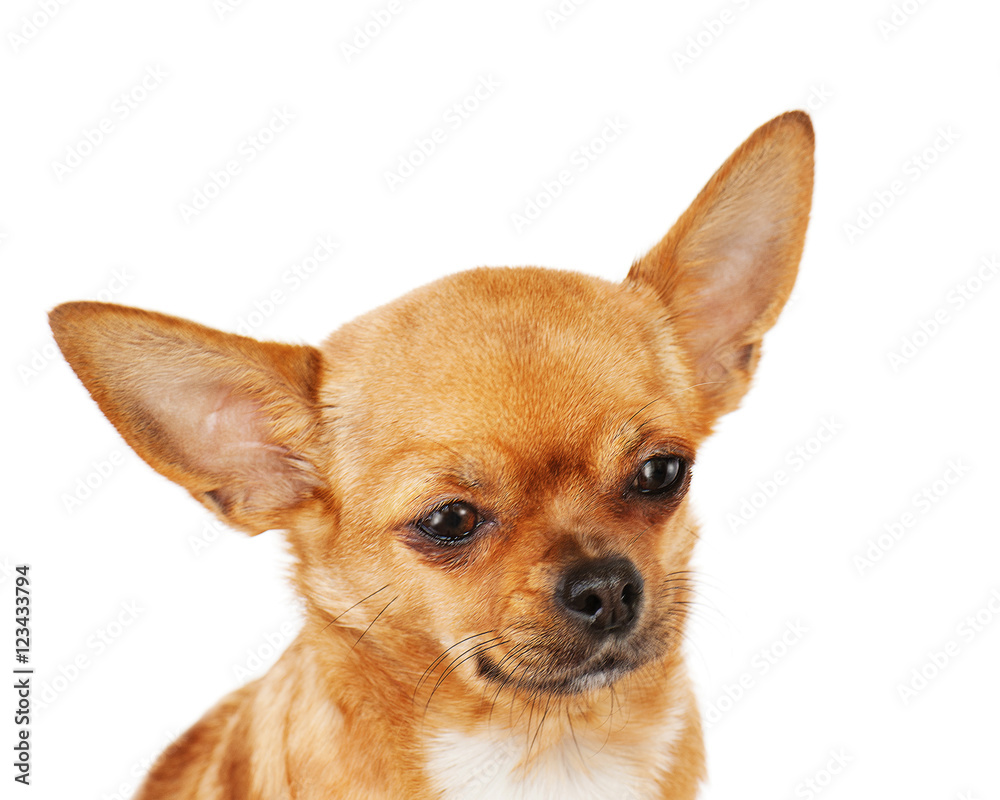 Red chihuahua dog isolated on white background.