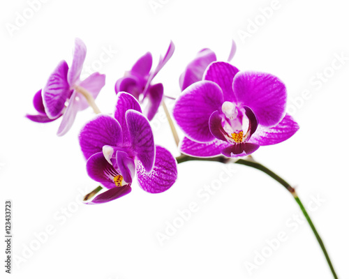 Violet orchid isolated on white background. Closeup. 