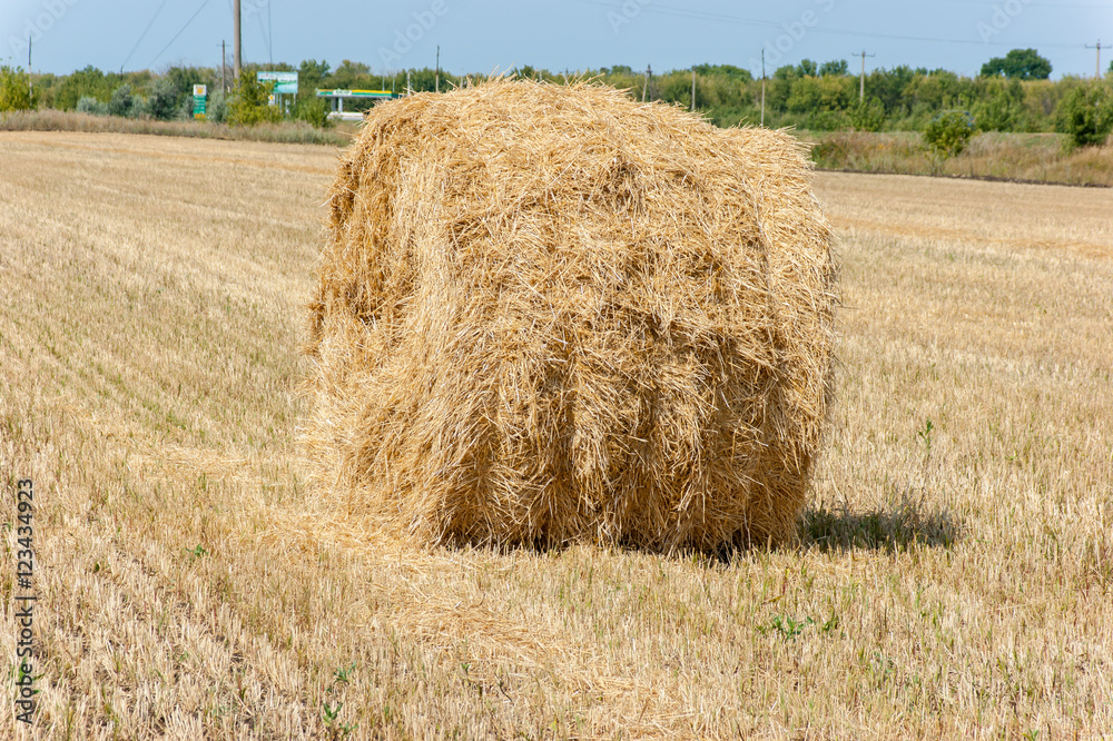 Fototapeta premium stacks of straw on sloping wheat field