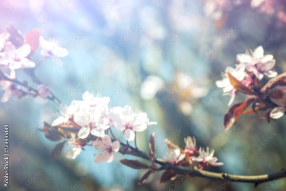Cherry blossom blurred background Cherry blossom blurred background