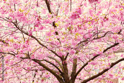 Cherry blossom at springtime