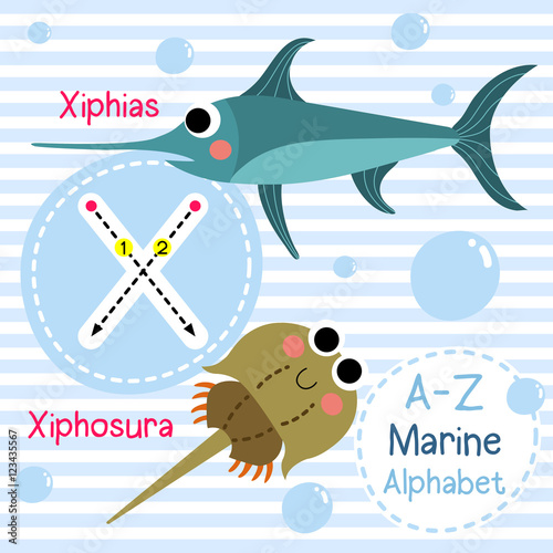 X letter tracing. Xiphias. Xiphosura. Cute children sea marine alphabet flash card. Funny cartoon animal. Kids abc education. Learning English vocabulary. Vector illustration. photo