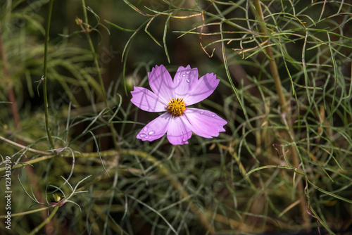 cosmos flower