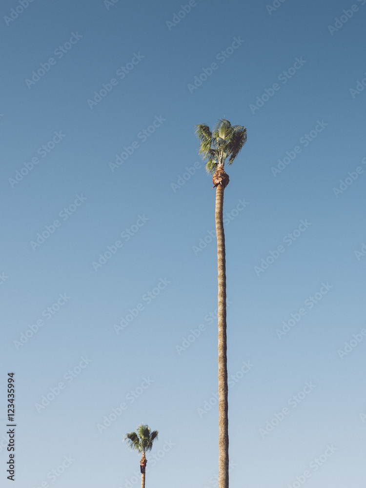 Low angle view of palm trees growing against clear blue sky, Coalinga, California, USA Low angle view of palm trees growing against clear blue sky, Coalinga, California, USA