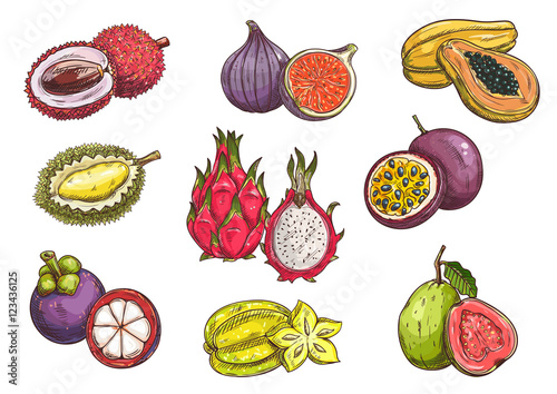 Hand drawn tropical and exotic fruits