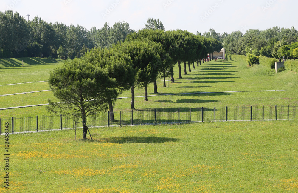 park for jogging with pine trees and green meadow