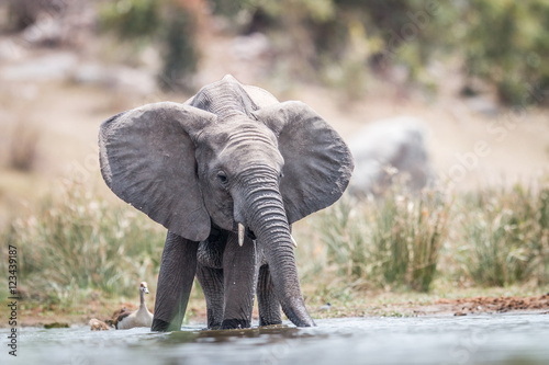 An Elephant drinking.