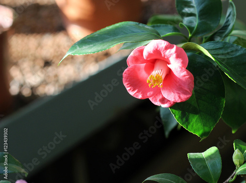 camellia close view