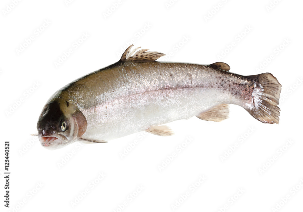 freshwater trout isolate on a white background closeup freshwater trout isolate on a white background closeup