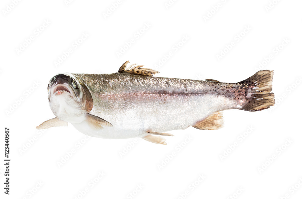 freshwater trout isolate on a white background closeup freshwater trout isolate on a white background closeup