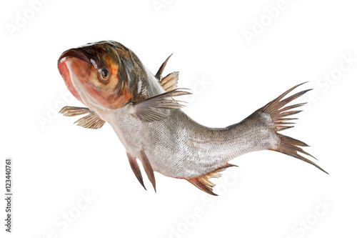 Fish silver carp isolated on white