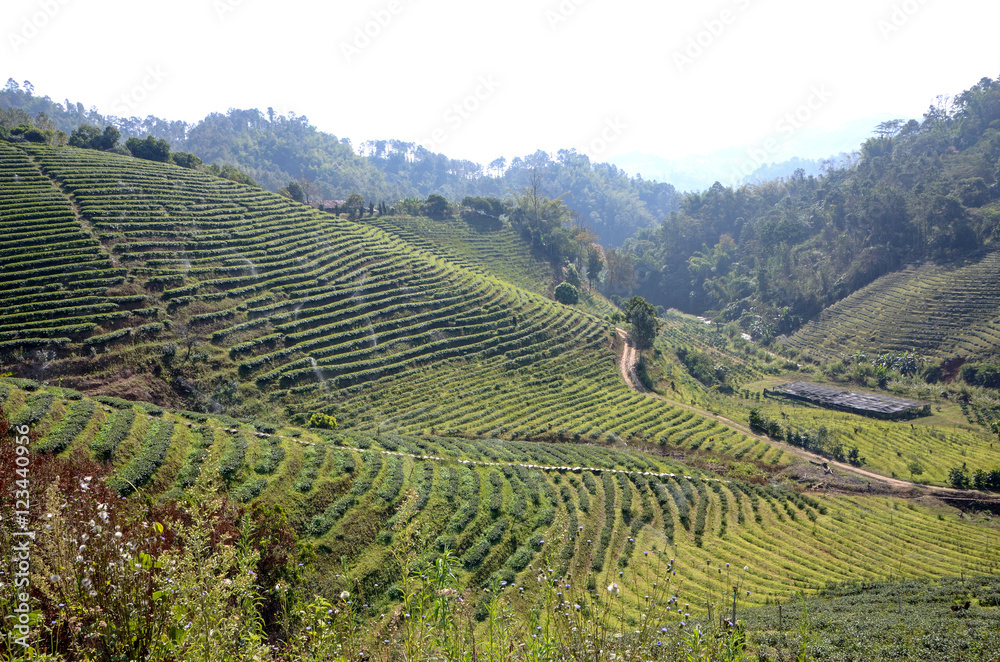 tea farm