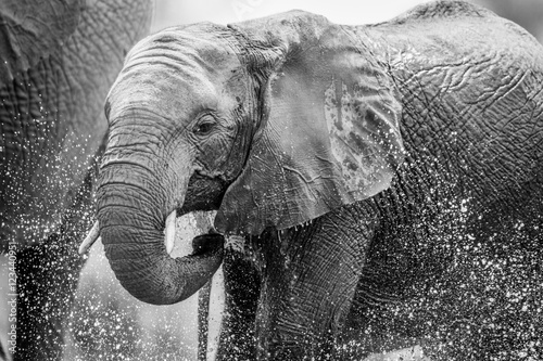 An Elephant drinking.