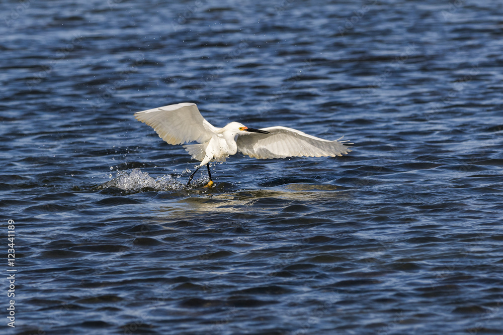Fototapeta premium Making A Splash