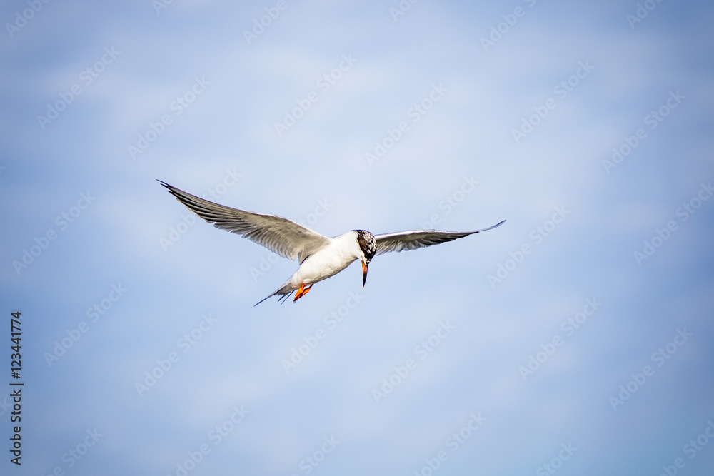 Obraz premium Pausing to Look