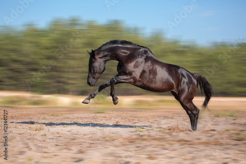 Black horse expressive jump on a forest background on the sand