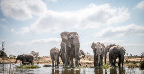 Drinking herd of Elephants.