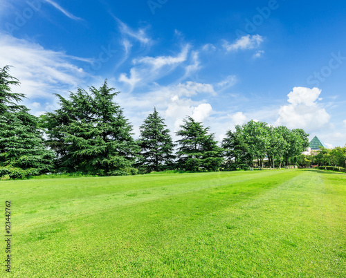 green grass and trees on a golf field