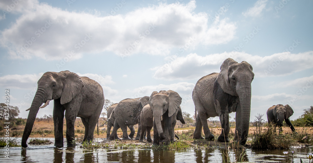 Fototapeta premium Drinking herd of Elephants.