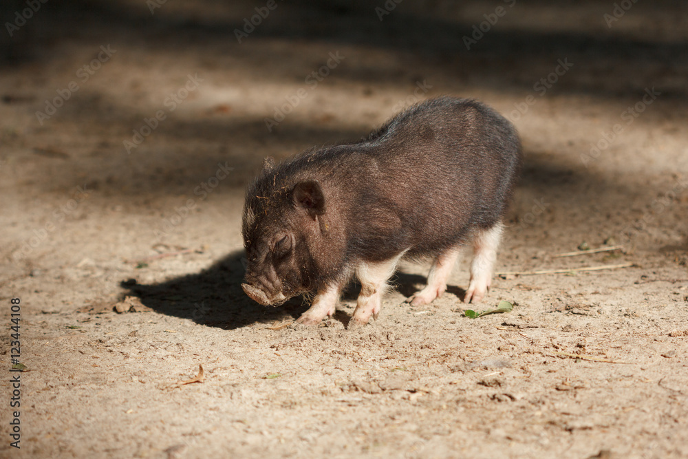 Small black piglet running