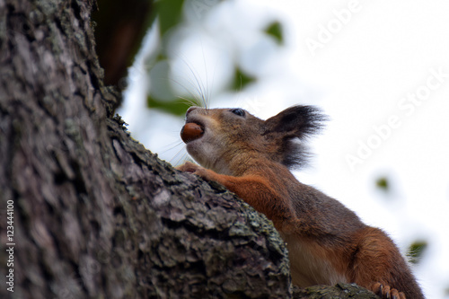 Squirrel with acorn its mouth climbing a tree. © JRJfin